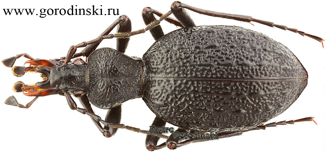 http://www.gorodinski.ru/carabidae/Cychrus gorodinskiellus.jpg